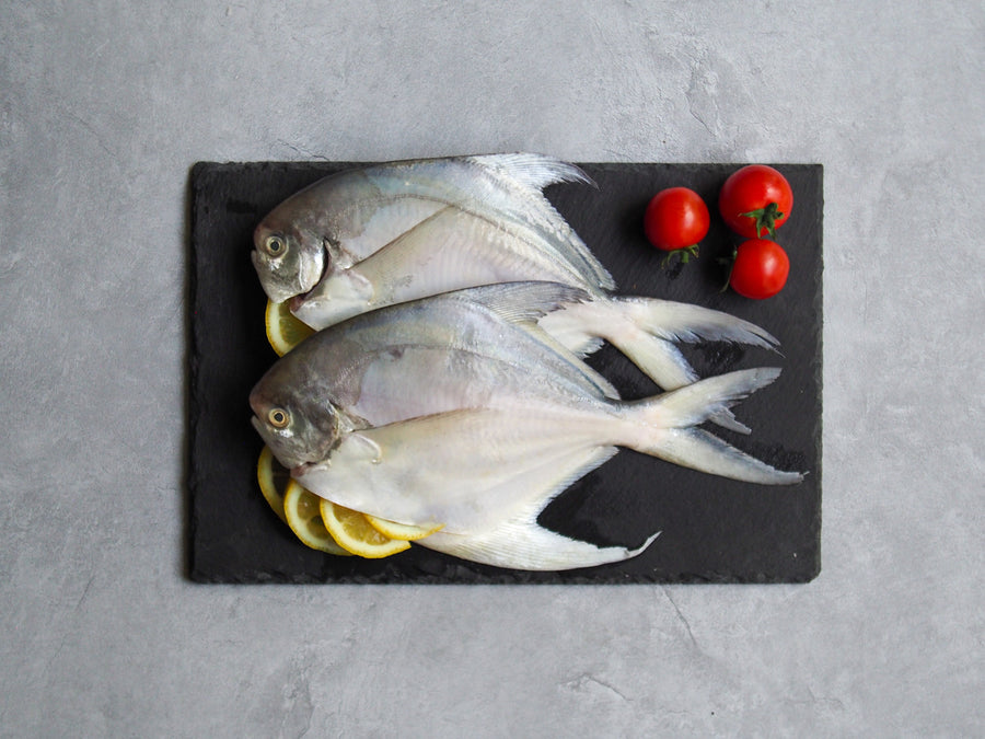 Chinese Pomfret 斗鲳鱼